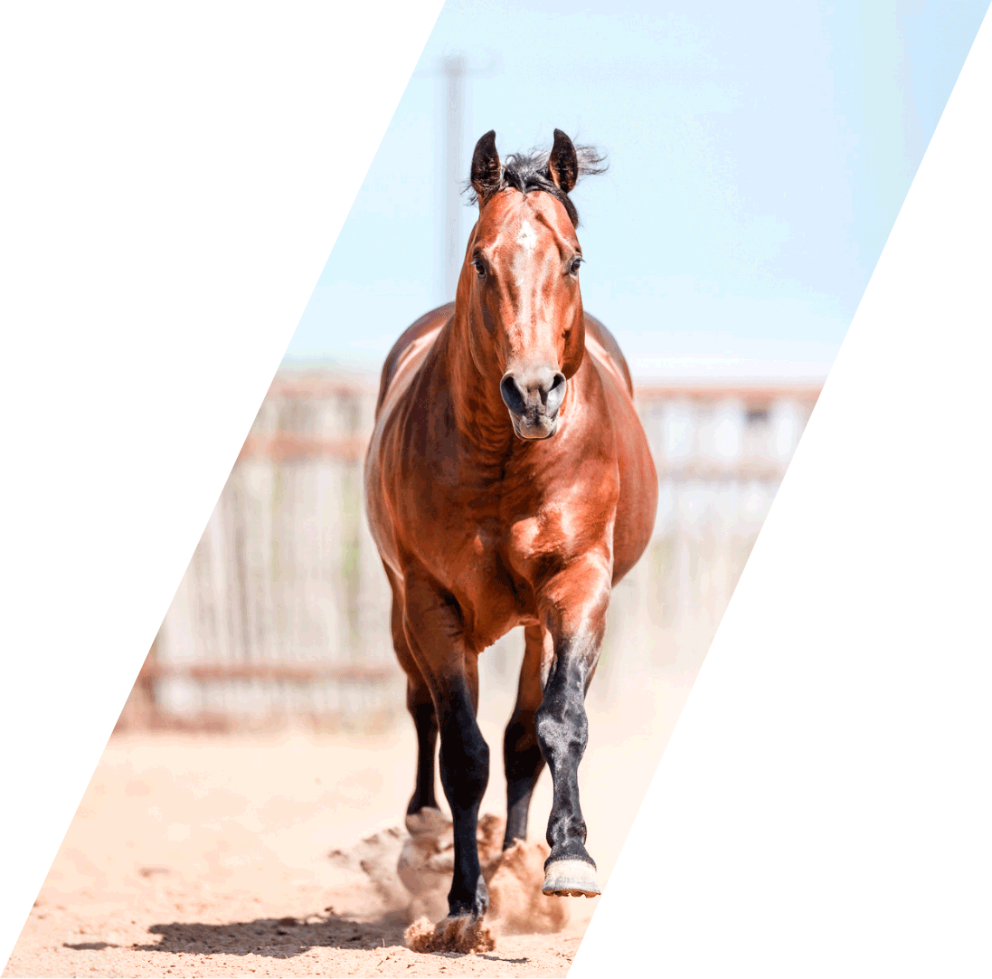 7S Stuart Ranch Stallions 7S Stuart Ranch Stallions