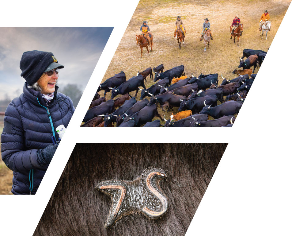 Collage of Stuart Ranch cattle branding