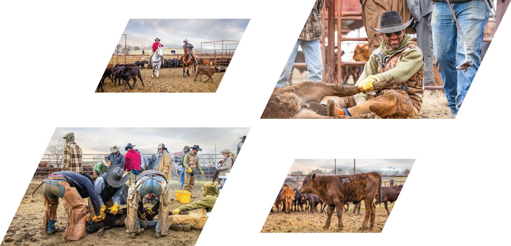 images of cattle branding at Stuart Ranch