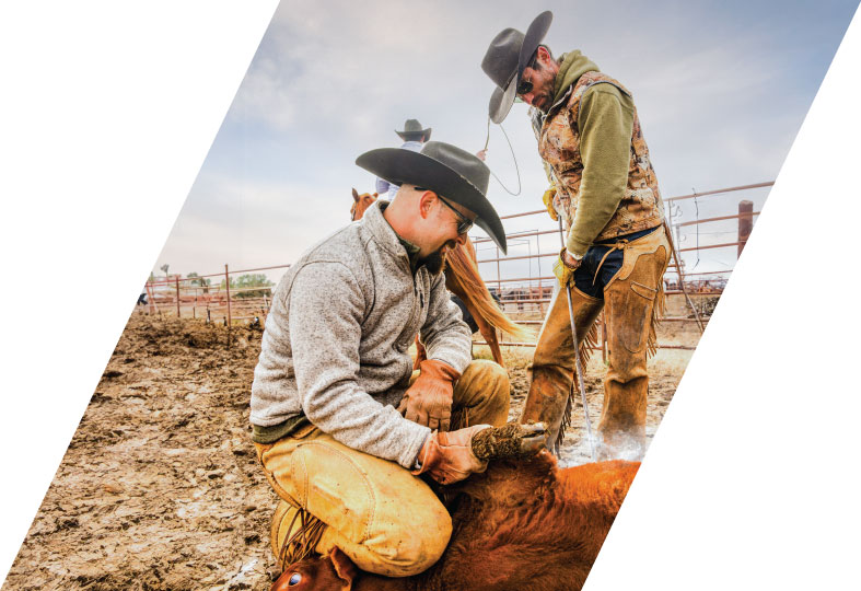 Cowboy roping in a cattle pen