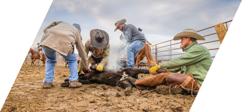 Cowboys at Stuart Ranch working calves