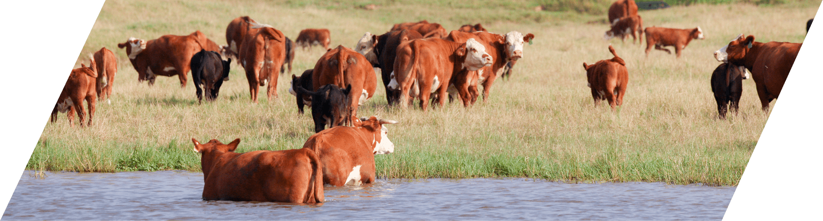 Stuart Ranch cattle