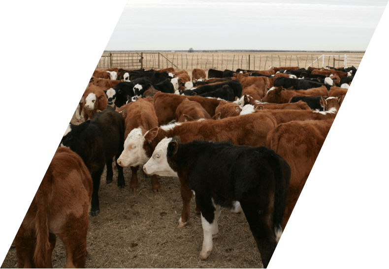 Stuart Ranch cattle