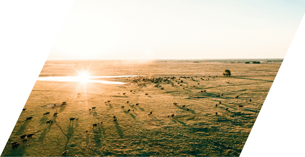 Stuart Ranch cattle