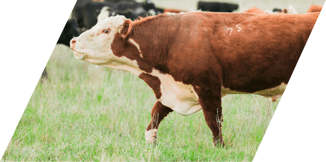 Stuart Ranch cattle