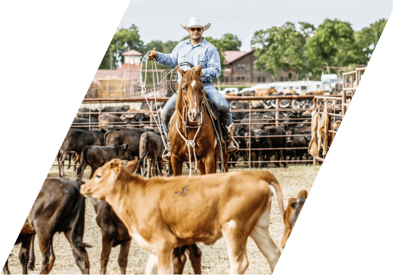 Stuart Ranch cattle