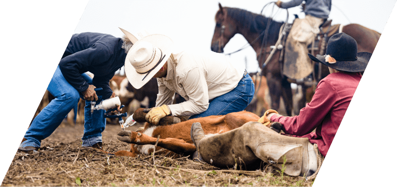 Stuart Ranch cattle