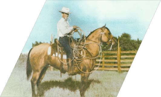 1949 - Robert Terry “Bob” Stuart purchased American Quarter Horse stallion, Big Shot Dun. Quarter Horse program first established. 