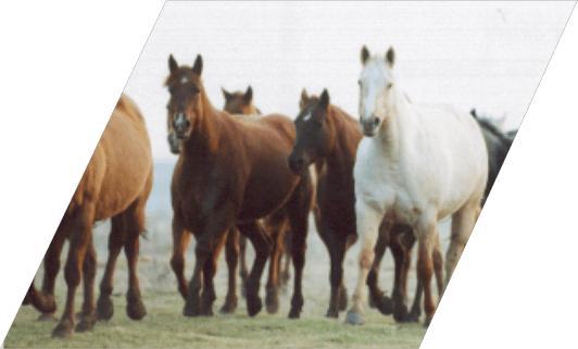 1995 - AQHA Best Remuda Award for the quality of the mare band and breeding program