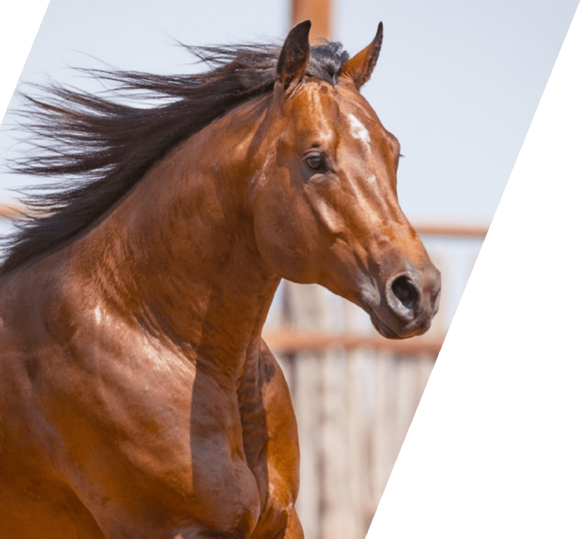 Stuart Ranch Quarter Horses