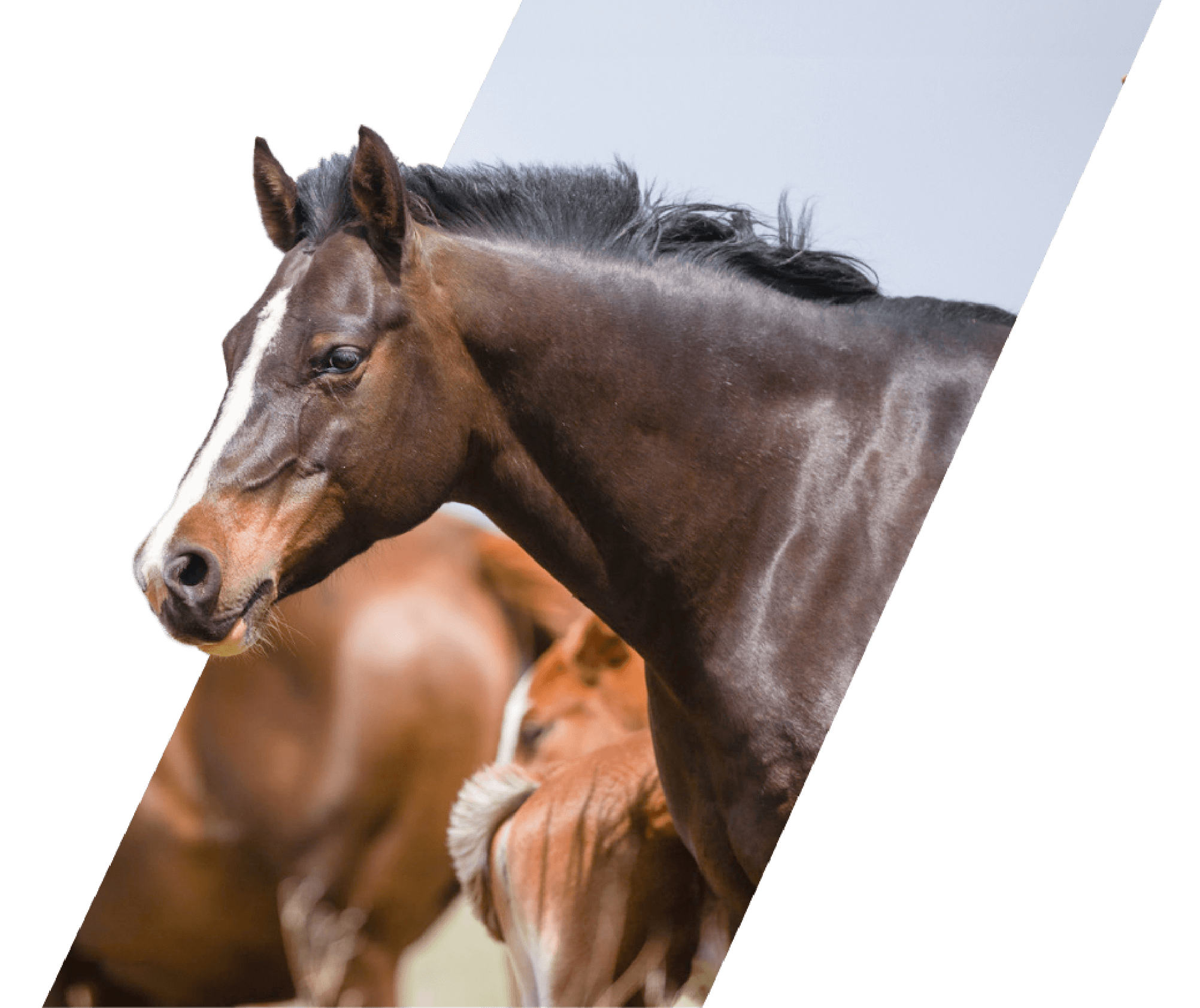 Quarter Horse online sale