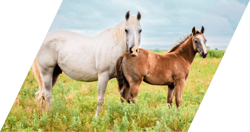 Quarter Horse online sale