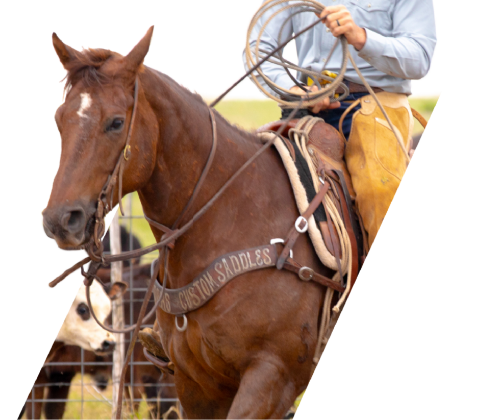 7S Stuart Ranch | Stallions