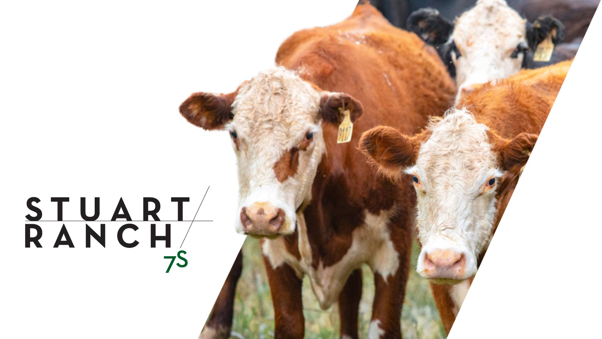 7S Stuart Ranch Cattle Operation